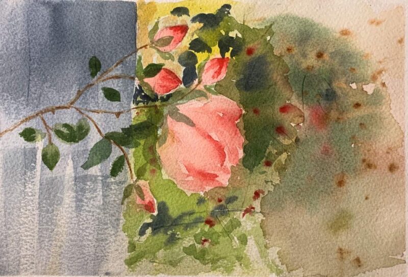 Akvarell som visar rosa ros med rosenknoppar mot en grå vägg