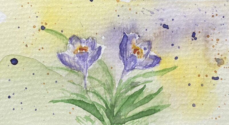 Akvarell med lila krokusar