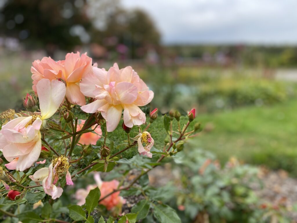 Foto som visar lackrosa rosor på väg att vissna. Bakgrunden är suddig